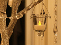 Silver Manzanita Tree for Rent