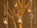 Gold Manzanita Tree for Rent
