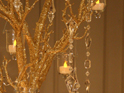 Gold Manzanita Tree for Rent